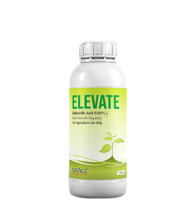 Elevate