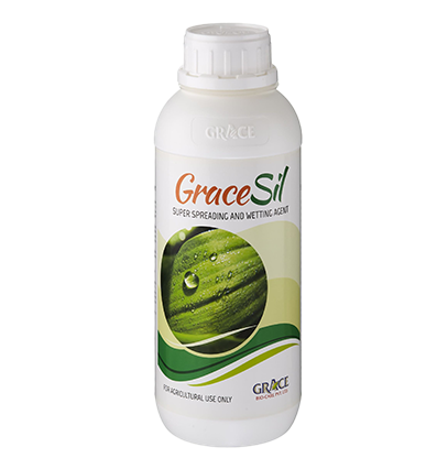 GRACE SIL