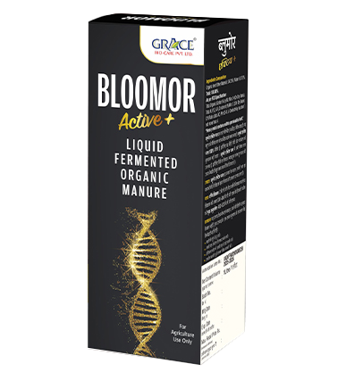 BLOOMOR (ACTIVE +)